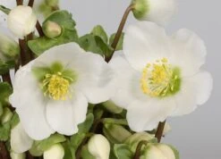 Helleborus 'Verboom Beauty' -Feathered Garden pl2000021032 card3 lg