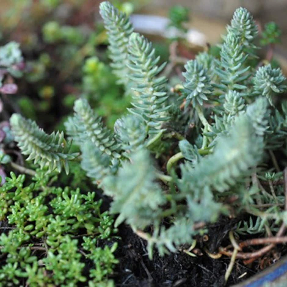 Sedum Collection 3 Sedum Collection