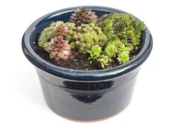 Sempervivum Collection -Feathered Garden pl2000021304 card3 lg