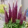 Lupinus 'Masterpiece' (PBR) 2 Lupinus 'Masterpiece' (PBR) -Feathered Garden pl2000021318