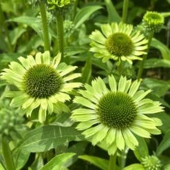 Echinacea 'Green Jewel' (PBR) -Feathered Garden pl2000021331 card3 lg