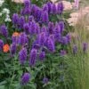 Agastache 'Blue Boa' (PBR) 1 Agastache 'Blue Boa' (PBR) -Feathered Garden pl2000022948