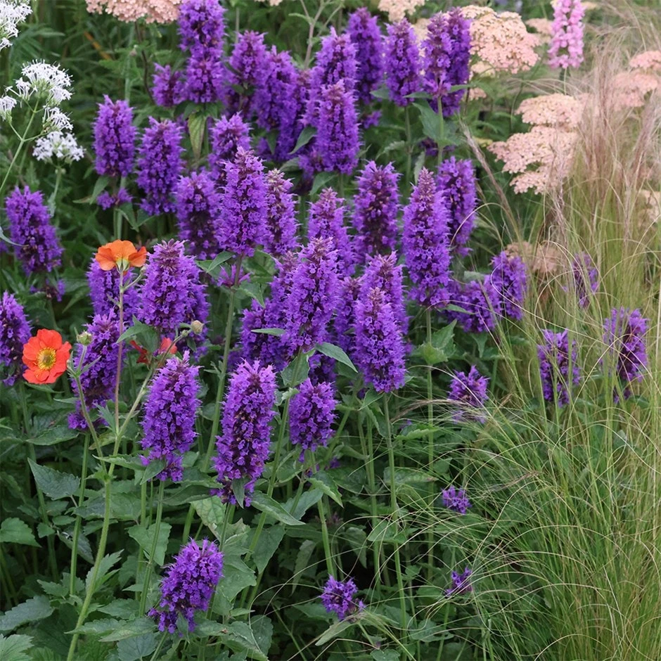 Agastache 'Blue Boa' (PBR) 3 Agastache 'Blue Boa' (PBR)