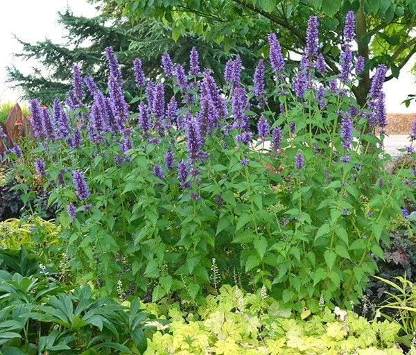 Agastache 'Blue Boa' (PBR) 4 Agastache 'Blue Boa' (PBR) - Image 2