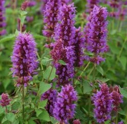 Agastache 'Blue Boa' (PBR) 9 Agastache 'Blue Boa' (PBR) -Feathered Garden pl2000022948 card3 lg