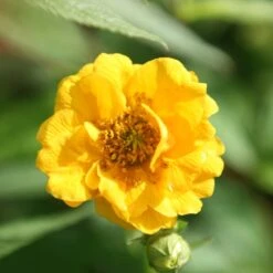 Geum 'Lady Stratheden'