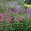 Agastache Mexicana 'Red Fortune' (PBR) 1 Agastache Mexicana 'Red Fortune' (PBR) -Feathered Garden pl2000023474