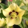 Helleborus × Hybridus Harvington Yellow With Dark Eye 1 Helleborus × Hybridus Harvington Yellow With Dark Eye -Feathered Garden pl2000023660