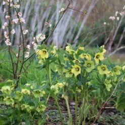 Helleborus × Hybridus Harvington Yellow With Dark Eye 7 Helleborus × Hybridus Harvington Yellow With Dark Eye -Feathered Garden pl2000023660 card3 lg