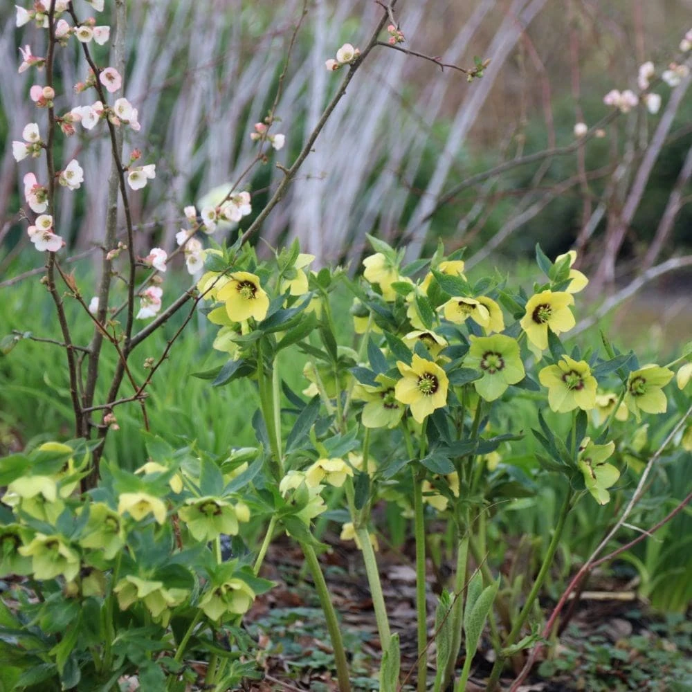 Helleborus × Hybridus Harvington Yellow With Dark Eye 5 Helleborus × Hybridus Harvington Yellow With Dark Eye - Image 3