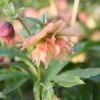 Helleborus × Hybridus Harvington Double Apricot -Feathered Garden pl2000023661