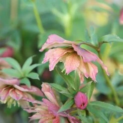 Helleborus × Hybridus Harvington Double Apricot 4 Helleborus × Hybridus Harvington Double Apricot -Feathered Garden pl2000023661 card2 lg