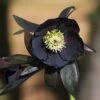 Helleborus × Hybridus Harvington Black 2 Helleborus × Hybridus Harvington Black -Feathered Garden pl2000023662