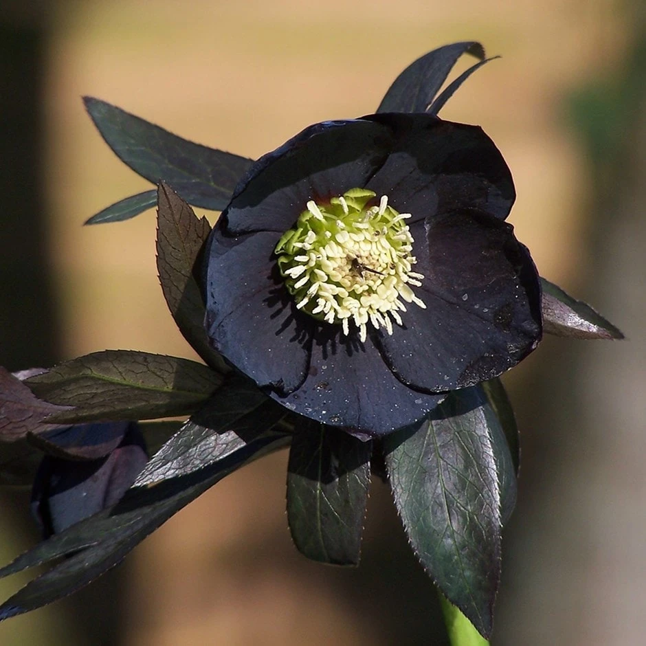 Helleborus × Hybridus Harvington Black 3 Helleborus × Hybridus Harvington Black