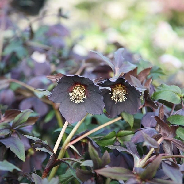 Helleborus × Hybridus Harvington Black 4 Helleborus × Hybridus Harvington Black - Image 2