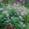 Thalictrum & Astrantia Plant Combination 2 Thalictrum & Astrantia Plant Combination -Feathered Garden pl2000024165
