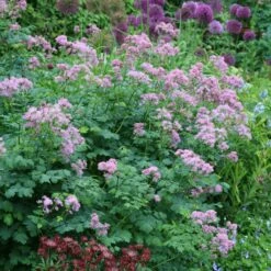 Thalictrum & Astrantia Plant Combination