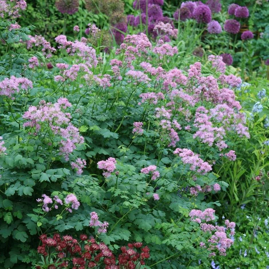 Thalictrum & Astrantia Plant Combination 3 Thalictrum & Astrantia Plant Combination