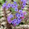 Pulmonaria & Athyrium Plant Combination -Feathered Garden pl2000024464