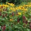 Inula & Bistorta Plant Combination -Feathered Garden pl2000024468