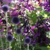 Echinops & Salvia Plant Combination 2 Echinops & Salvia Plant Combination -Feathered Garden pl2000024472