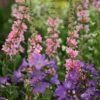 Lythrum & Campanula Plant Combination -Feathered Garden pl2000024475