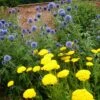 Echinops & Achillea Plant Combination -Feathered Garden pl2000024477