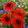 Echinacea 'Hot Lava' (PBR) 2 Echinacea 'Hot Lava' (PBR) -Feathered Garden pl2000024661