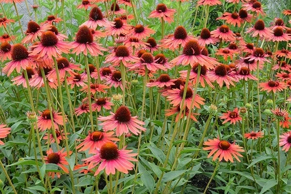 Echinacea 'Hot Lava' (PBR) 5 Echinacea 'Hot Lava' (PBR) - Image 3