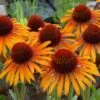 Echinacea 'Flame Thrower' (PBR) 1 Echinacea 'Flame Thrower' (PBR) -Feathered Garden pl2000024662