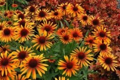 Echinacea 'Flame Thrower' (PBR) -Feathered Garden pl2000024662 card3 lg