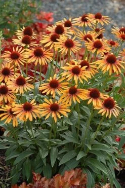 Echinacea 'Flame Thrower' (PBR) -Feathered Garden pl2000024662 card4 lg