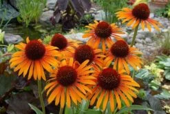 Echinacea 'Flame Thrower' (PBR) -Feathered Garden pl2000024662 card6 lg