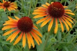 Echinacea 'Flame Thrower' (PBR) -Feathered Garden pl2000024662 card7 lg