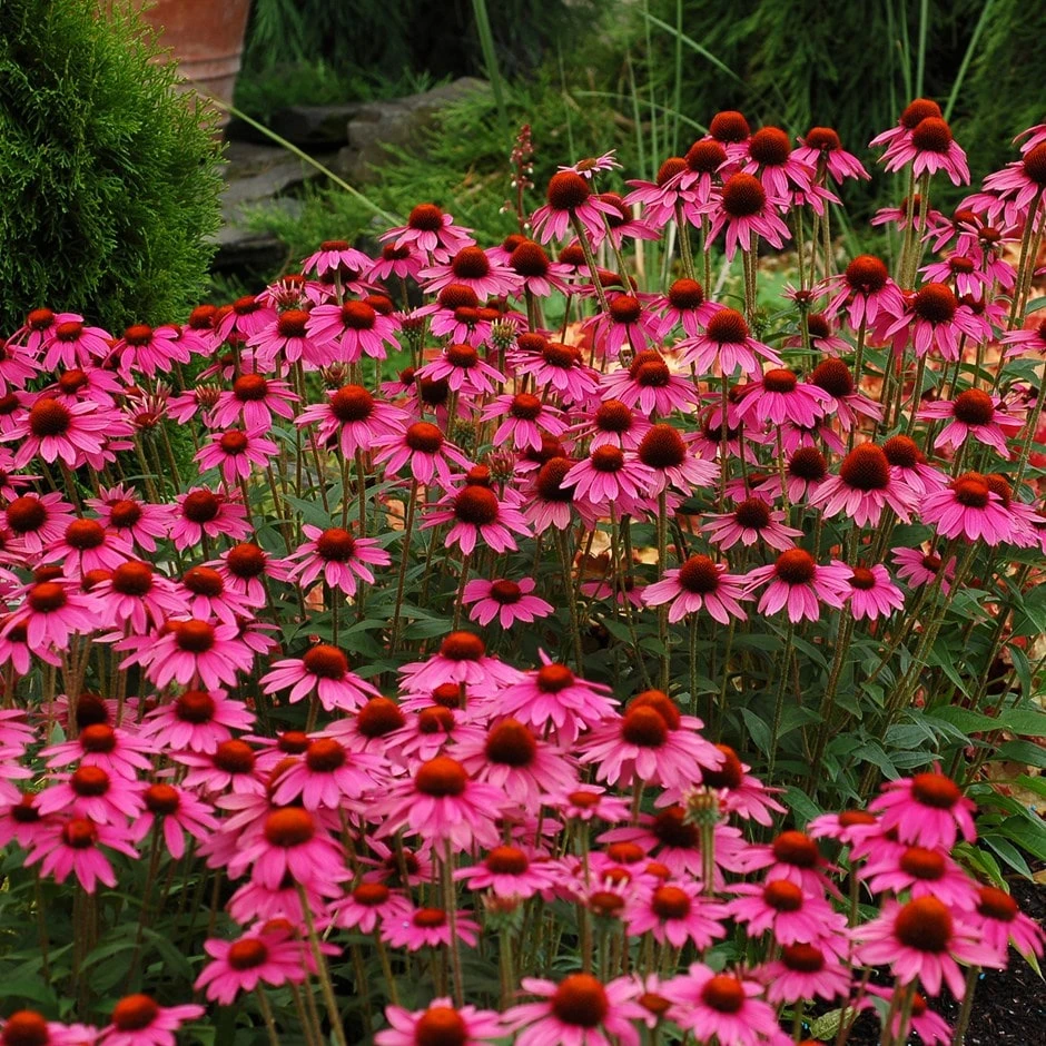 Echinacea 'Amazing Dream' (PBR) 3 Echinacea 'Amazing Dream' (PBR)