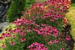 Echinacea 'Amazing Dream' (PBR) 12 Echinacea 'Amazing Dream' (PBR) -Feathered Garden pl2000024665 card3 lg