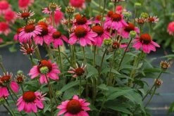 Echinacea 'Amazing Dream' (PBR) 13 Echinacea 'Amazing Dream' (PBR) -Feathered Garden pl2000024665 card4 lg