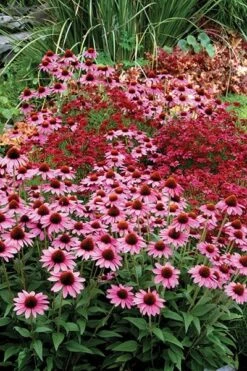Echinacea 'Amazing Dream' (PBR) 14 Echinacea 'Amazing Dream' (PBR) -Feathered Garden pl2000024665 card5 lg
