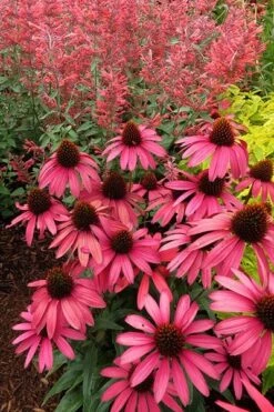 Echinacea 'Amazing Dream' (PBR) 15 Echinacea 'Amazing Dream' (PBR) -Feathered Garden pl2000024665 card6 lg