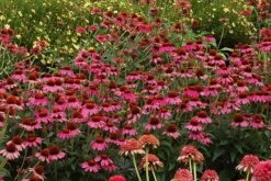 Echinacea 'Amazing Dream' (PBR) 16 Echinacea 'Amazing Dream' (PBR) -Feathered Garden pl2000024665 card7 lg