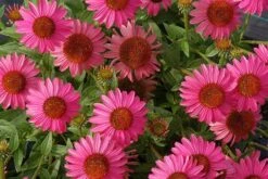 Echinacea 'Amazing Dream' (PBR) 17 Echinacea 'Amazing Dream' (PBR) -Feathered Garden pl2000024665 card8 lg