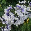 Agapanthus Twister ('Ambic001') (PBR) 1 Agapanthus Twister ('Ambic001') (PBR) -Feathered Garden pl2000024684