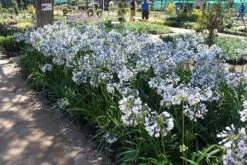 Agapanthus Twister ('Ambic001') (PBR) 14 Agapanthus Twister ('Ambic001') (PBR) -Feathered Garden pl2000024684 card3 lg