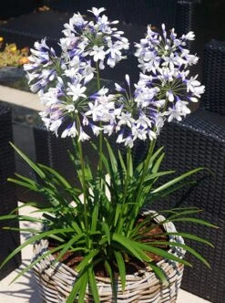 Agapanthus Twister ('Ambic001') (PBR) 15 Agapanthus Twister ('Ambic001') (PBR) -Feathered Garden pl2000024684 card4 lg