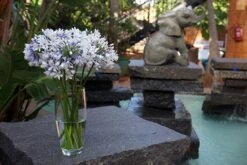 Agapanthus Twister ('Ambic001') (PBR) 16 Agapanthus Twister ('Ambic001') (PBR) -Feathered Garden pl2000024684 card5 lg