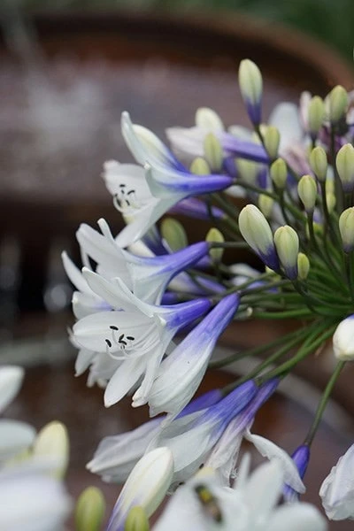Agapanthus Twister ('Ambic001') (PBR) 8 Agapanthus Twister ('Ambic001') (PBR) - Image 6