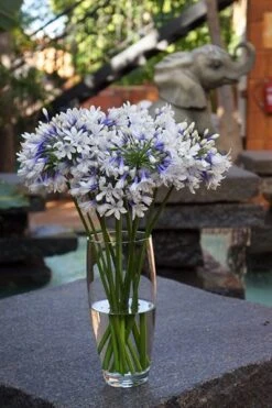Agapanthus Twister ('Ambic001') (PBR) 19 Agapanthus Twister ('Ambic001') (PBR) -Feathered Garden pl2000024684 card8 lg