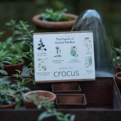 Herbal Teas Seed Gift Box 7 Herbal Teas Seed Gift Box -Feathered Garden pl2000024986 card3 lg