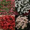 Saxifraga Collection 1 Saxifraga Collection -Feathered Garden pl2000025121