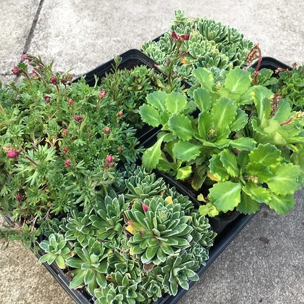 Saxifraga Collection 4 Saxifraga Collection - Image 2